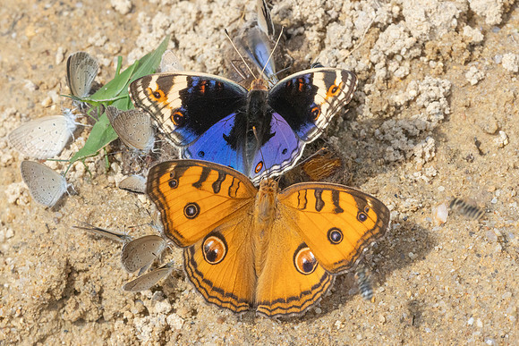 Junonia almana et Junonia orithya-9808