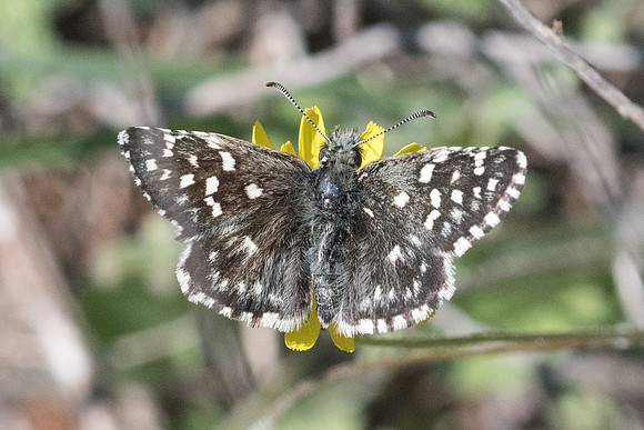 Pyrgus malvae-7418