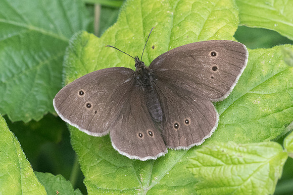 Aphantopus hyperantus - 4247 - Croissy-beaubourg - 3/07/22