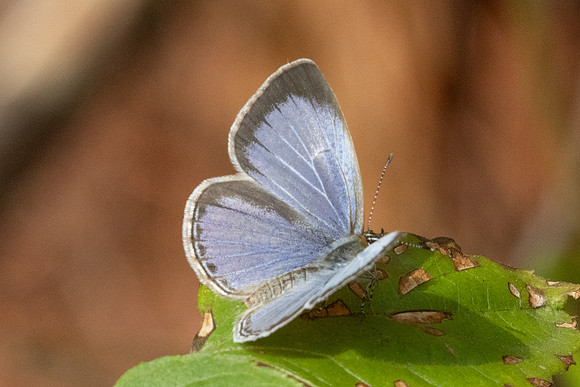 Acytolepis puspa-3188