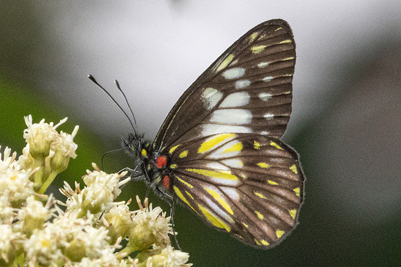 Catasticta prioneris-6064 - Salento - 16/06/24