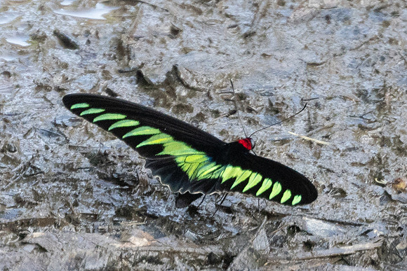 Trogonoptera brookiana-0568