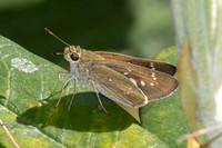 Pelopidas mathias-5107