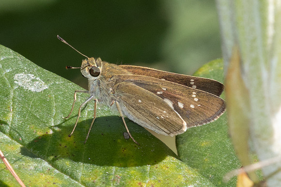 Pelopidas mathias-5107