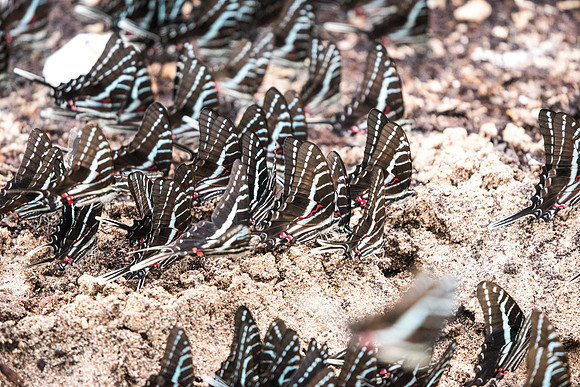 Protographium philolaus-2507
