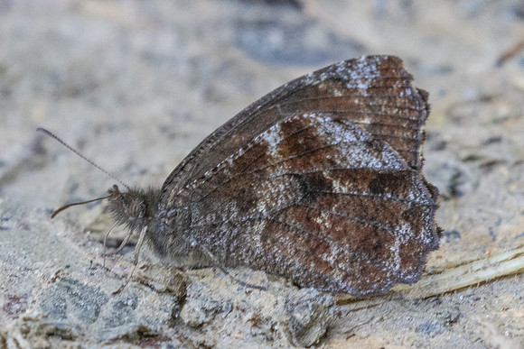 Panyapedaliodes drymaea-6861