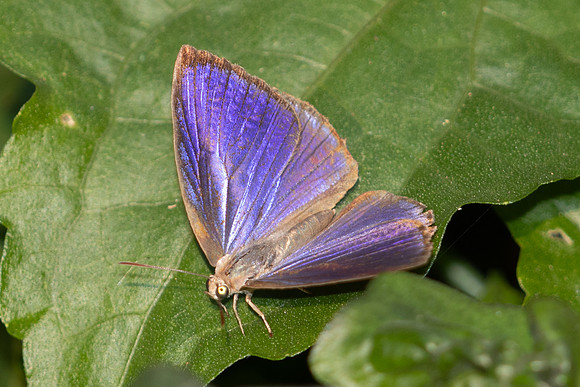 Arhopala fulla-5325 - Doi Suthep - 27/03/25