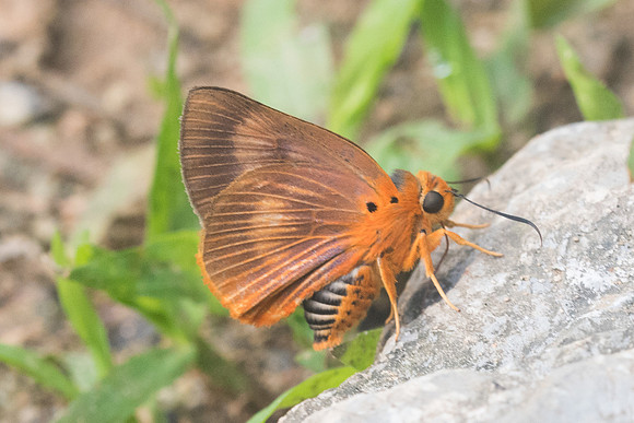 Burara harisa-9926 - Chiang Dao - 16/11/23