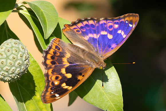 Apatura ilia-9259 - Paris - 24/08/24