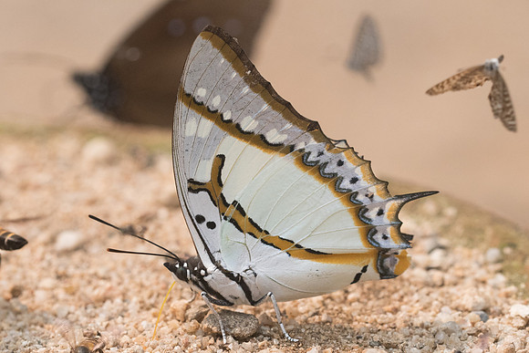 Polyura eudamippus nigrobasalis - 2667- Chiang Dao  - 11/03/23