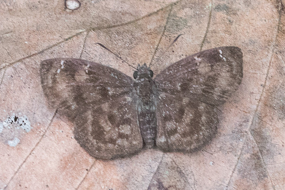 Sarangesa dasahara dasahara-1822 - Chiang Dao - 16/11/23