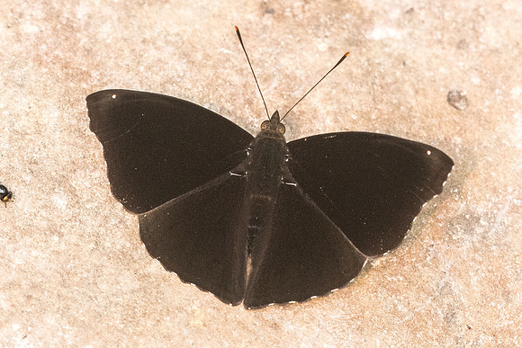 Rohana parisatis pseudosiamensis-5196- Chiang dao - 12/03/23