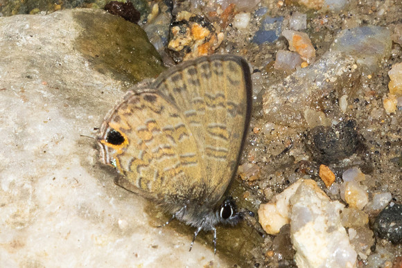 Prosotas nora-0056