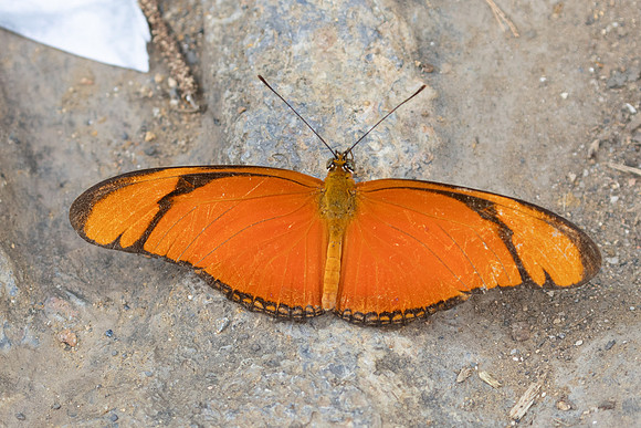Dryas iulia-3805