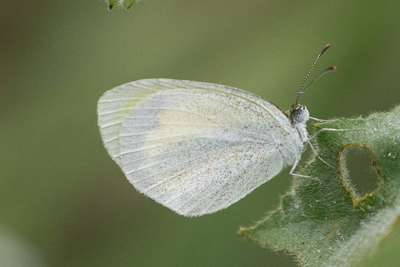 Eurema daira 8M0A2525 - Barichara - 9/06/24