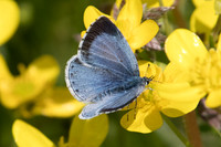 Celastrina argiolus ♀-2145