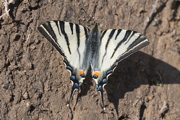 Iphiclides podalirius-0829 - Alexandroupoli - 8/04/22