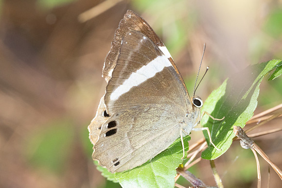 Abisara fylla-5073 -  Doi Inthanon - 26/03/25