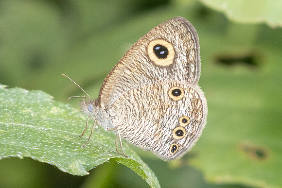 Ypthima huebneri-9318
