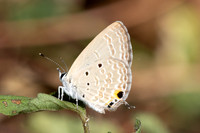 Luthrodes pandava-5099