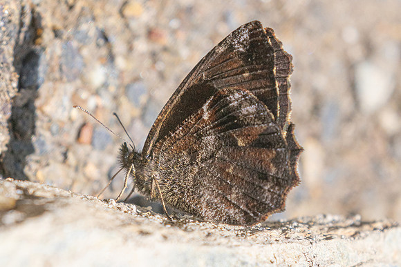 Panyapedaliodes drymaea-6876