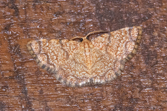 Heterostegane urbica -0935 - Chiang Dao - 16/03/24