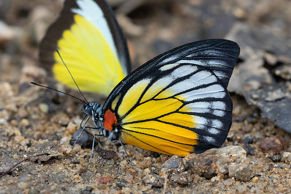 Prioneris philonome-0365
