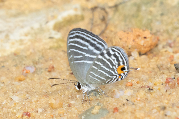 Jamides malaccanus-9823
