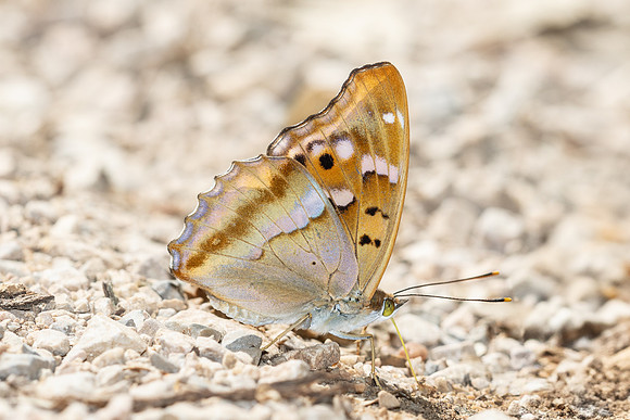 Apatura ilia clytie-9362 - Gorges de Caramy - 7/06/25