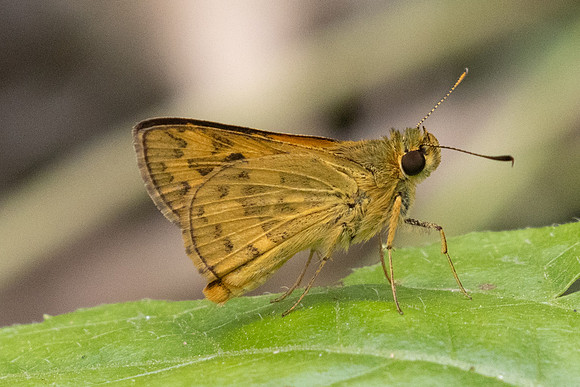 Potanthus-2499