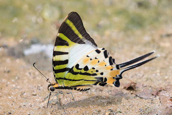 Graphium antiphates nebulosus-1605- Chiang Dao  - 11/03/23