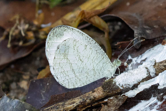 Leptosia nina-0711