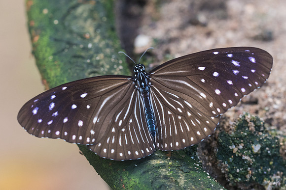 Euploea mulciber-1950 - Chiang Dao - 16/11/23