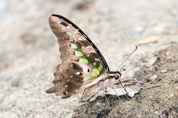 Graphium agamemnon agamemnon-0590 - Chiang Dao - 16/03/24