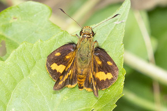 Potanthus-2527