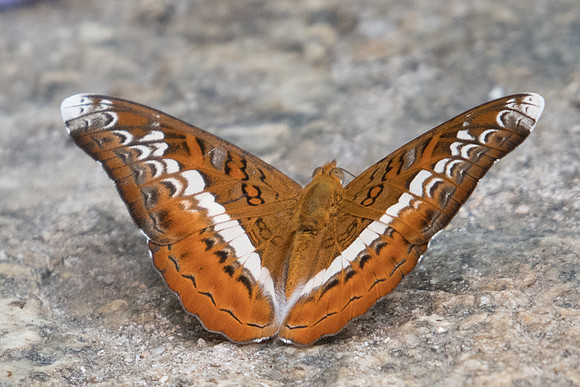 Lebadea martha martha-7458 - Doi-Suthep 10/03/23