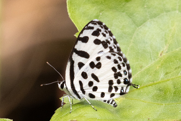 Castalius rosimon-2597