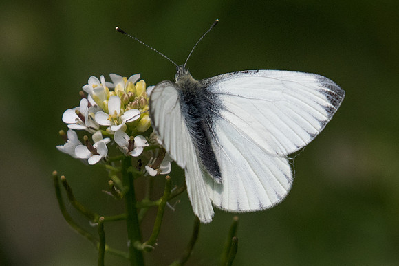 Pieris napi-4295 Fontainebleau - 24/04/22