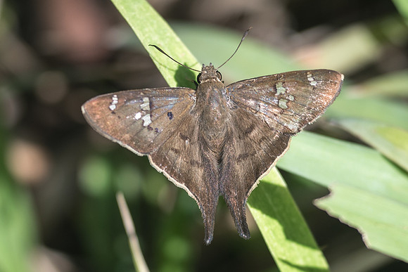 Polythrix asine-1