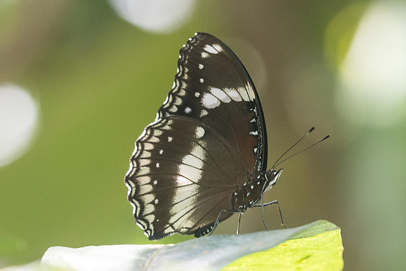 Hypolimnus bolina jacintha-9959 - Koh samui -  17/03/23
