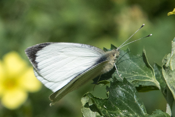 Pieris brassicae ♂-8524 - Andalousie - 10/03/22