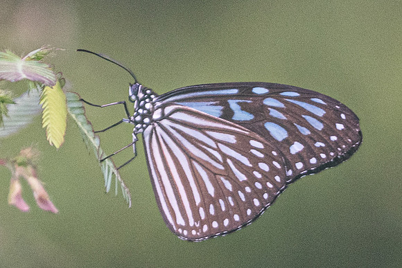 Ideopsis vulgaris macrina-6324 - Krabi - 25/11/23