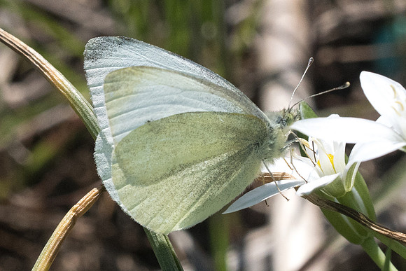 Pieris manii 6957 - Lac Vistonida - 13/04/22
