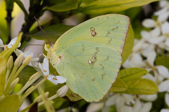 Phoebis sp-7566