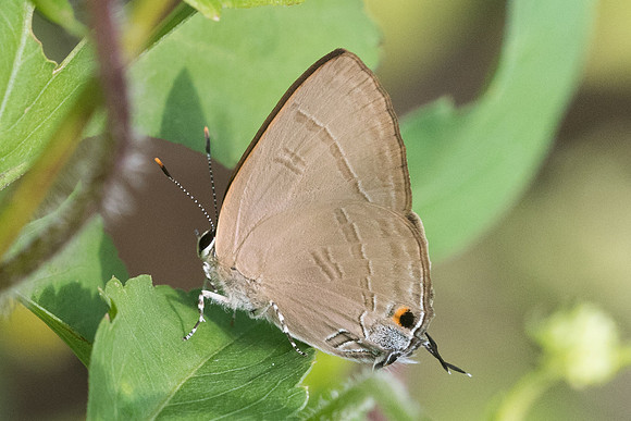 Rapala manea-2563 - Chiang Rai - 18/11/23