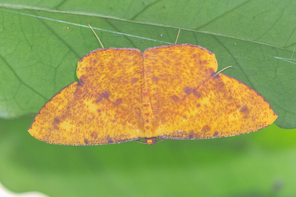 Eumelea ludovicata-5024 - Doi inthanon - 25/03/25
