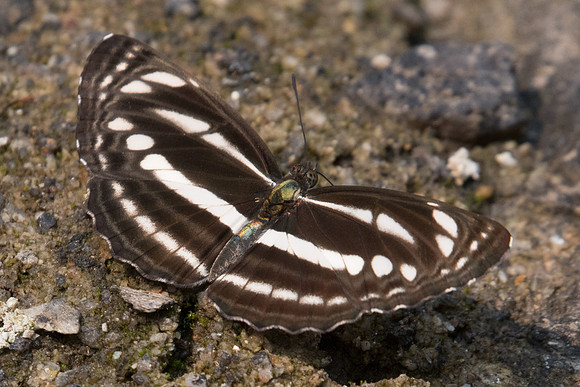 Neptis cartica id? -0364 - Doi Suthep 7/03/23