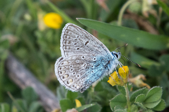 Polyommatus icarus f icarinus-7269
