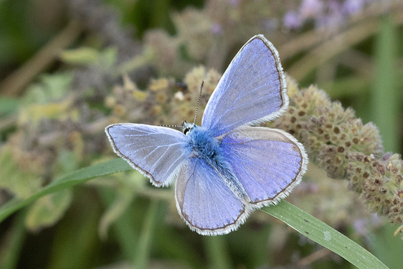 Polyommatus icarus-1835 - Antalya, Pergé - 20/09/24