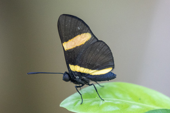 Isapis agyrtus-3703